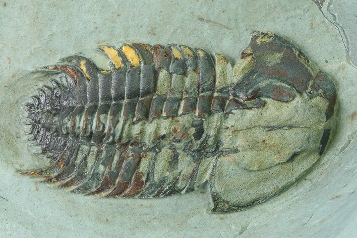 Two Bondonella Sdzuyi Trilobites - Issafen, Morocco #323400